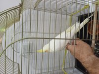 Lutino sultan papağanı