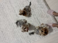 3 kız kardeş aşıları tuvalet eğitimi tam yorkshire terrier