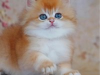 Altın Yumağımız NY12 Golden British Longhair