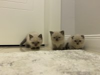 Yeni yuvalarına gitmeye hazır british shorthair kediler