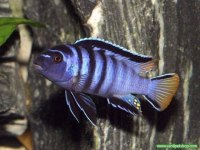 Mpanga ciklet yavrusu 60 adet vardı 1,5 2 cm