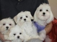 TeaCup Maltese Terrier Yavruları