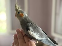 45 GÜNLÜK EV ORTAMINDAN SULTAN PAPAĞANI