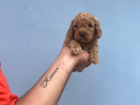 Her Renk Maltipoo Yavrumuzu Canlı Görebilirsiniz