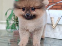 Tilki Surat Pomeranian Boo yavrularım
