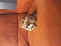İki buçuk yaşında erkek pinscher