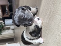 Sevimli Terrier Yavrular Yeni Yuvalarını Arıyor!