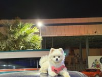 Pomeranian boo 14 aylık