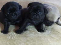 A KALİTEDE BLACK PUG YAVRULARIMIZ