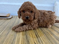 F2 maltipoo sıfır tüy dökülmesi