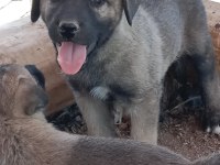 Dünya geneli kangal köpeği gönderim vardır