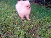 1 Erkek 2 Dişi Pomeranian Boo Yavrular