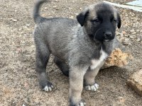 Harika safkan kangal yavrular