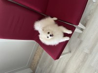 4AY 7 GÜNLÜK POMERANİAN BEYAZ DİŞİ