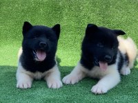 Amerikan Akita Inu Premıum Yavrular