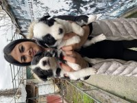 Sağlık ve ırk garantili border collie yavrularım