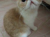 Dişi exotic shorthair