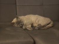 Acil Ücretsiz British Shorthair Blue Point Cinsi