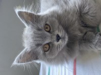 British blue point british bebekler