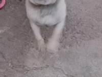 PUG KIZIMA EŞ ARIYORUM