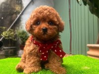 Toy poodle bebeklerimiz