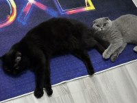 Gri scottish fold prenses