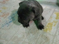 Sağlıklı yavrular hepsi birbirinden sevimli french bulldog