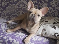 French Bulldog Eş Arıyoruz