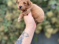 Minik Poodle Yavrular