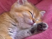 Mükemmel kalitede british shorthair golden