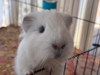 Erkek Yetişkin Guinea Pig