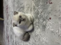 Safkan British shorthair