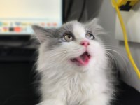Bicolor British Longhair