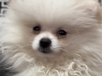 2 AYLIK DİŞİ POMERANİAN BOO