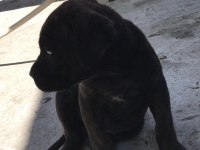 Orijinal dişi cane corso