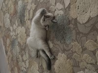 British shorthair yavrular