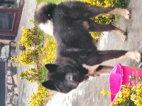 Amerikan Akita Yavrular