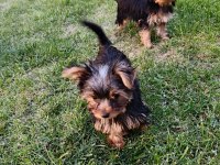 Dişi Yorkshire Terrier Yavruları