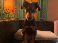 aşıları yapılmış doberman