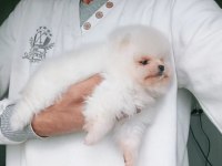 Orijinal Pomeranian Boo Köpeği