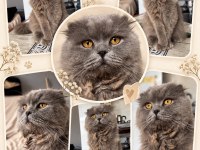 Scottish Fold Erkek Ömürlük Yuvasını Arıyor