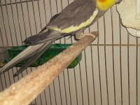 Hazır pied sultan çalışan takımı erkek olan konuşuyor