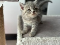 Bayram Şekeri Minik British Shorthair Yavrularım