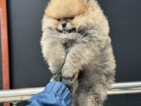 Petmode köpek çiftliğinde ziyarete açık pomeranian