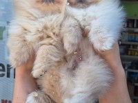 Pomeranian boo yavrular