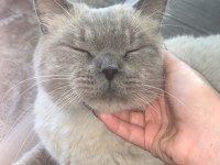 Bu yakışıklı british shorthair oğlumuzu sahiplendiriyoruz