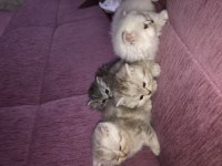 Scottish Fold ve British