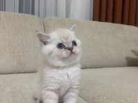 KOCA KAFA KEDİLERİMİZ AA KALITE SAFKANDIR