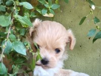 Maltipoo bebekler