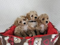 A CLASS MALTİPOO YAVRULARIMIZ